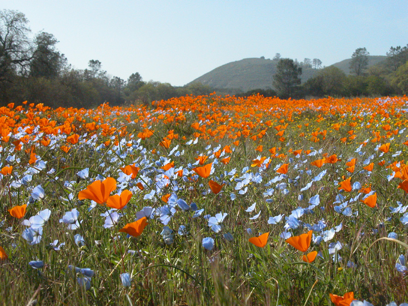 Guardians of the Range:  Ranching with Wildflowers and Wildlife