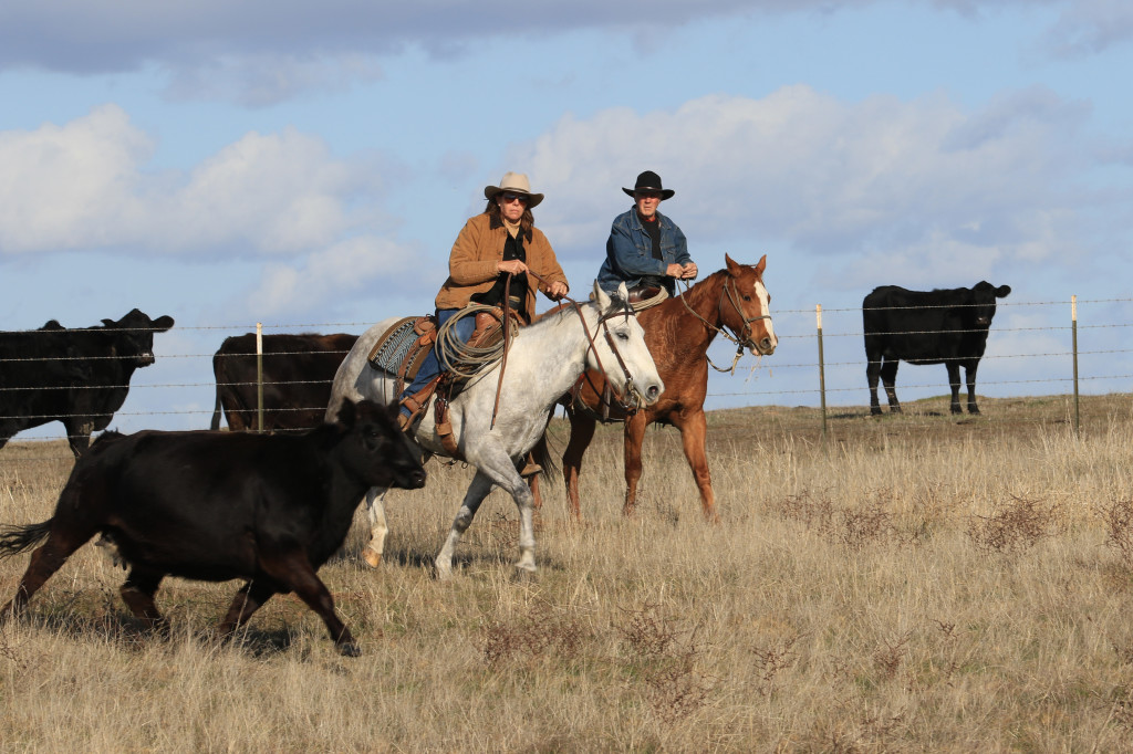 Roundup on the Range, Tom Muehleisen, Suisun | California Rangeland ...